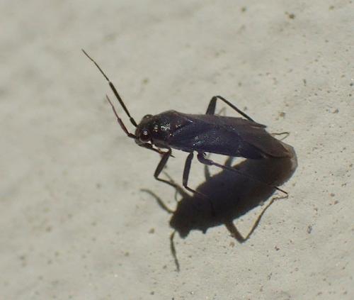 Pachytomella passerinii